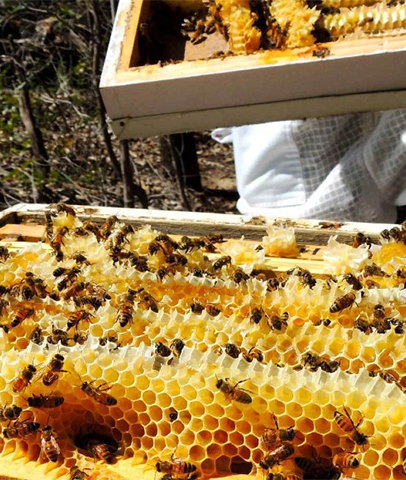 Natural Hive Australia