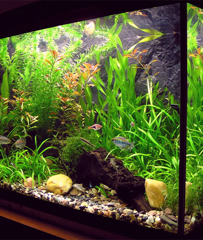 Nano Tanks Australia